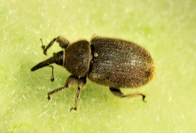 Due piccoli Curculionidae: Cionus olens e cfr. Rhinusa asellus